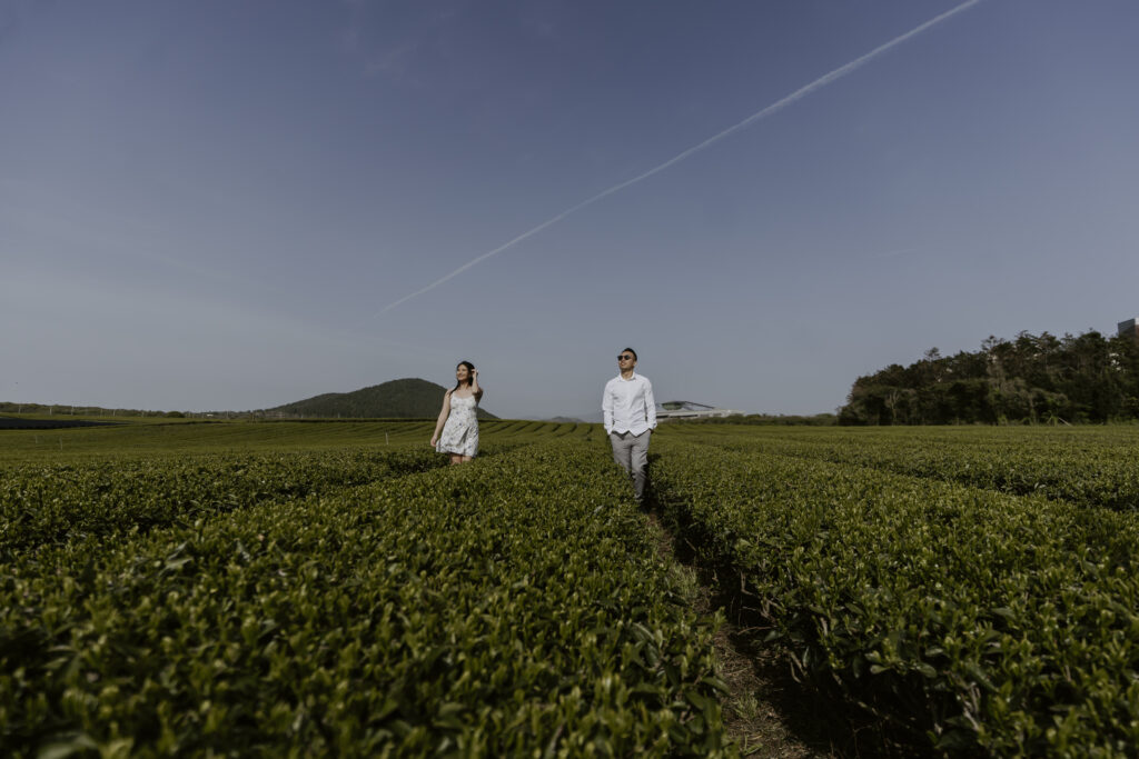 A couple walking through a tea field in Jeju Island for their pre-wedding outdoor photoshoot