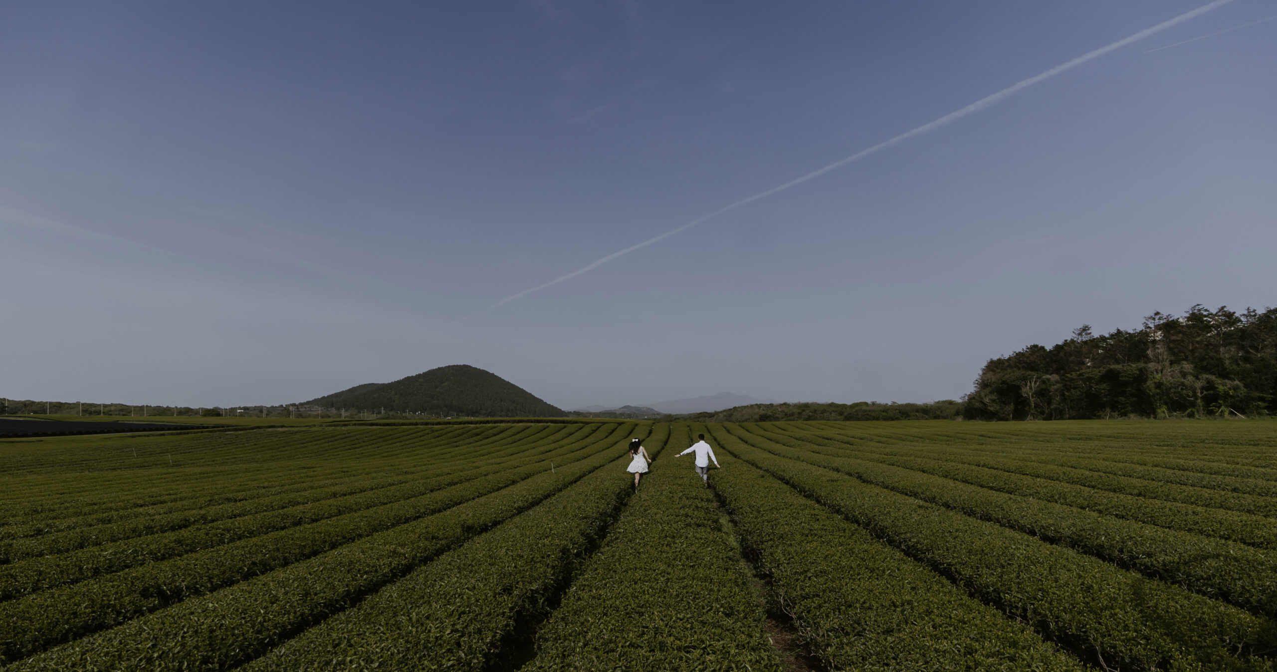 Two people walking through a tea plantation at their pre-wedding photoshoot