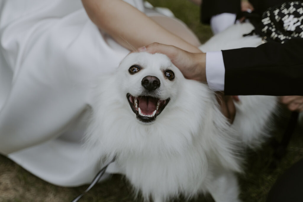 A white dog is being petted by a bride and groom.