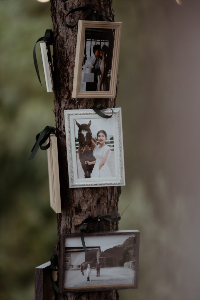 Three framed photographs hang on a tree trunk with black ribbons. One photo shows a woman with a horse, another presents the same woman with a man, and the third depicts a person leading a horse. These images capture moments reminiscent of traditional Korean wedding ceremonies.