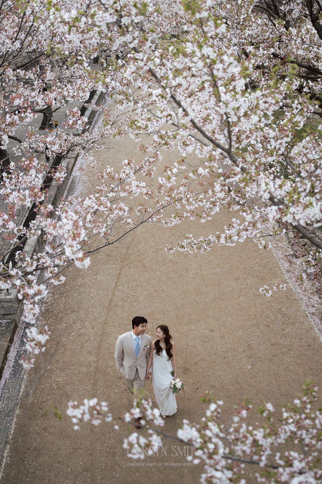 A couple in formal attire walks hand in hand on a path lined with blooming cherry blossom trees, viewed from above.
