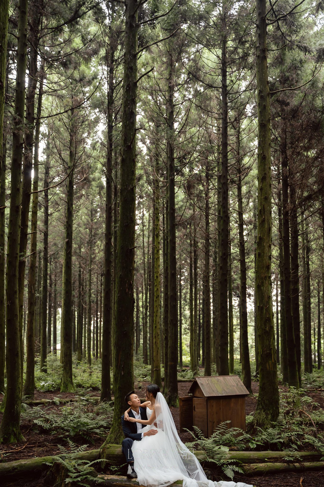 A bride and groom sit together in a forest, surrounded by tall trees with a small wooden shed nearby during their Korea pre wedding.